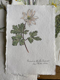 Wood anemone study