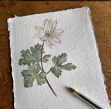 Wood anemone study