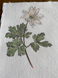 Wood anemone study