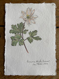 Wood anemone study